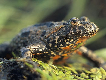 spotty frog sitting still