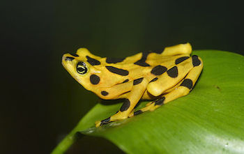 yellow spotted frog on a leaf