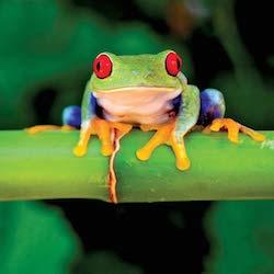 Beautiful tropical frog sitting in the rainforest