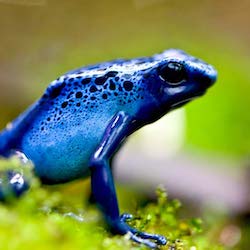 Frog in the forest surrounded by brush